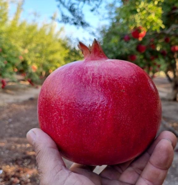 תמונה של משק טל: אסיף רימונים ועגלת קפה איכותית במושב ביצרון - למטייל בישראל (טיולי)